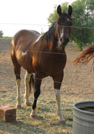 Decco Doc Royal (Ziggy) - APHA reg. gelding - 5 years old (mouth chewing food)
